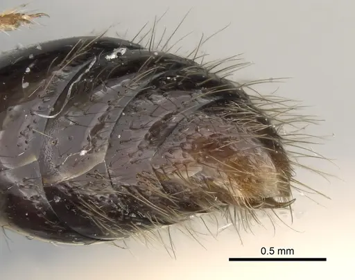 Cerapachys antennatus specimen CASENT0281977 image casent0281977_5
