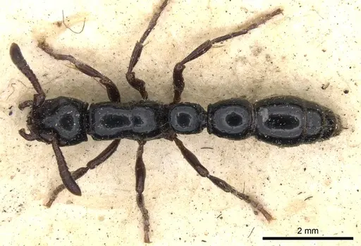Cerapachys antennatus specimen CASENT0901347 image casent0901347_1