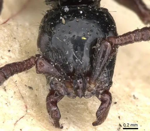 Cerapachys antennatus specimen CASENT0901347 image casent0901347_2
