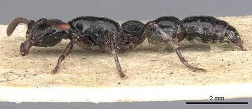 Cerapachys antennatus specimen CASENT0901347 image casent0901347_3