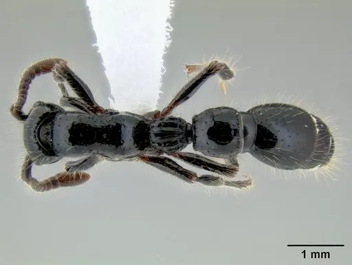 Cerapachys jacobsoni specimen CASENT0106233 image casent0106233_1