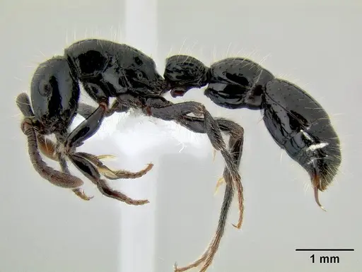 Cerapachys jacobsoni specimen CASENT0106233 image casent0106233_3