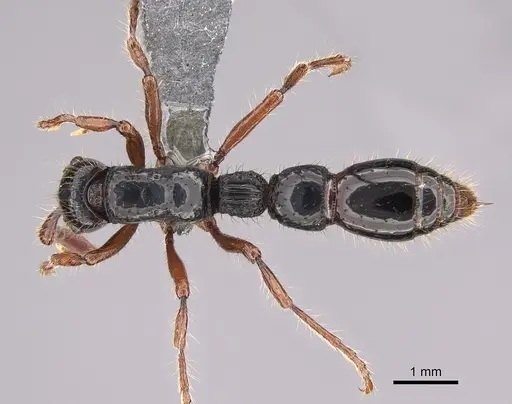 Cerapachys jacobsoni specimen CASENT0746007 image casent0746007_1