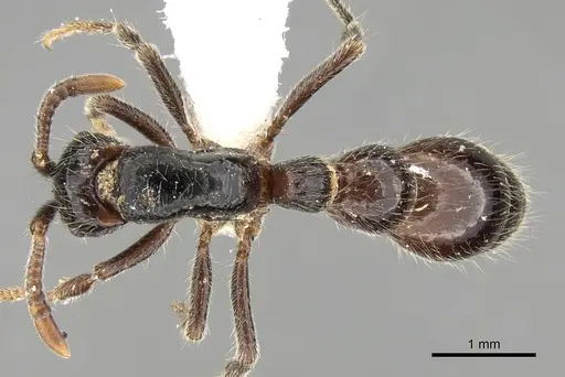 Cerapachys sulcinodis specimen CASENT0281976 image casent0281976_1