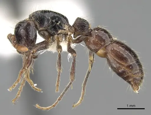 Cerapachys sulcinodis specimen CASENT0281976 image casent0281976_3