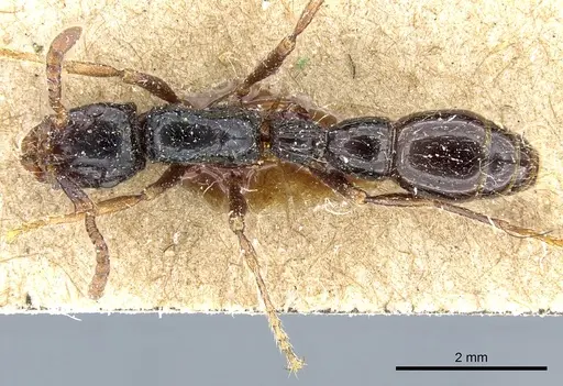Cerapachys sulcinodis specimen CASENT0903772 image casent0903772_1