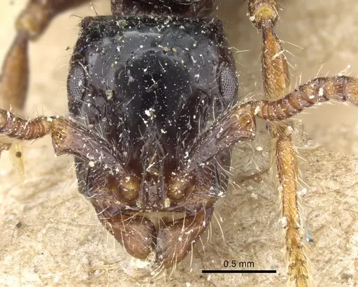 Cerapachys sulcinodis specimen CASENT0903772 image casent0903772_2