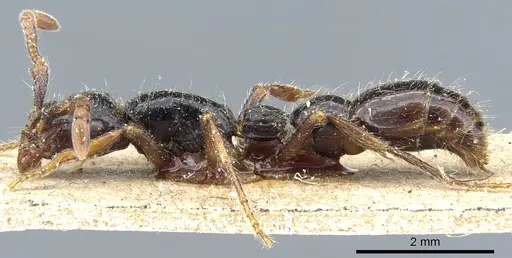 Cerapachys sulcinodis specimen CASENT0903772 image casent0903772_3