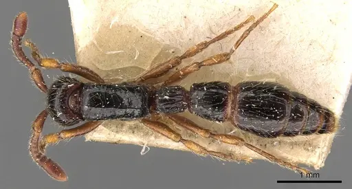 Cerapachys sulcinodis specimen CASENT0907050 image casent0907050_1