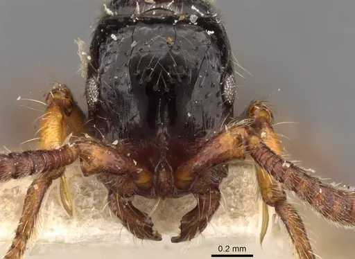 Cerapachys sulcinodis specimen CASENT0907050 image casent0907050_2