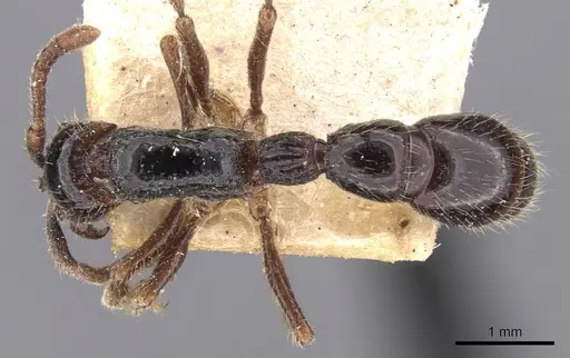 Cerapachys sulcinodis specimen CASENT0907053 image casent0907053_1