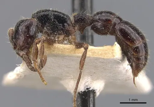 Cerapachys sulcinodis specimen CASENT0907053 image casent0907053_3