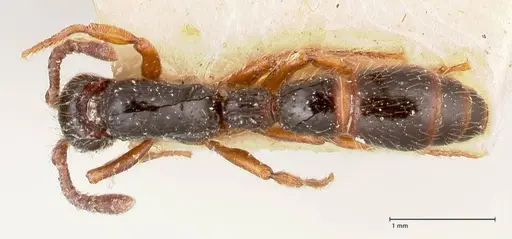 Cerapachys sulcinodis specimen FOCOL0795 image focol0795_1