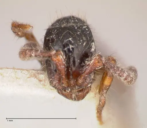 Cerapachys sulcinodis specimen FOCOL0795 image focol0795_2