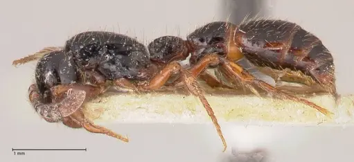 Cerapachys sulcinodis specimen FOCOL0795 image focol0795_3