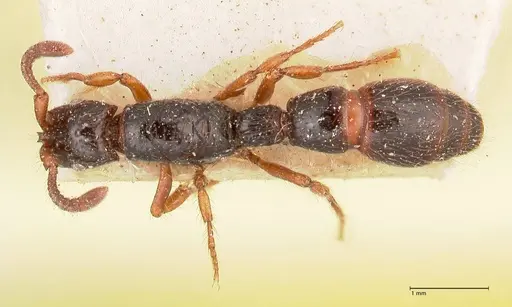 Cerapachys sulcinodis specimen FOCOL0796 image focol0796_1