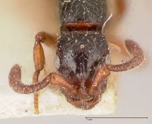 Cerapachys sulcinodis specimen FOCOL0796 image focol0796_2