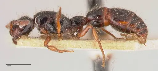 Cerapachys sulcinodis specimen FOCOL0796 image focol0796_3