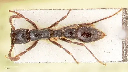 Cerapachys sulcinodis specimen FOCOL0798 image focol0798_1