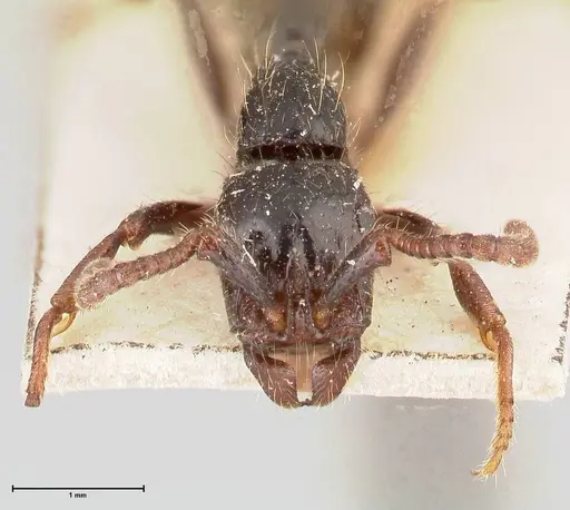 Cerapachys sulcinodis specimen FOCOL0798 image focol0798_2