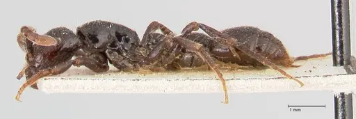 Cerapachys sulcinodis specimen FOCOL0798 image focol0798_3