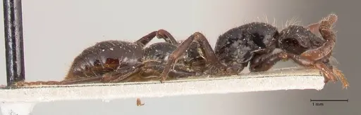 Cerapachys sulcinodis specimen FOCOL0798 image focol0798_4