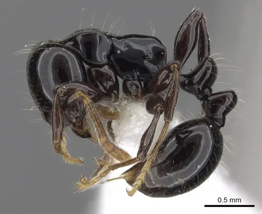 Chelaner albipes specimen CASENT0902288 image casent0902288_3