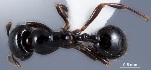 Chelaner anthracinus specimen ANTWEB1041388 image antweb1041388_1