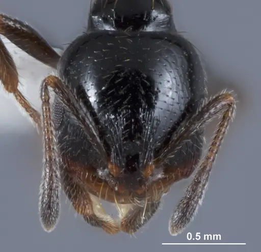 Chelaner anthracinus specimen ANTWEB1041388 image antweb1041388_2
