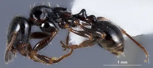 Chelaner anthracinus specimen ANTWEB1041388 image antweb1041388_3