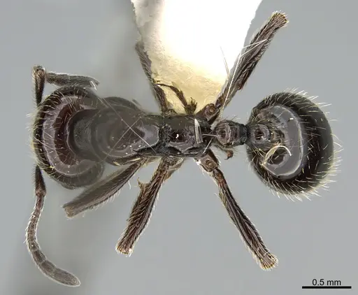 Chelaner anthracinus specimen CASENT0923613 image casent0923613_1