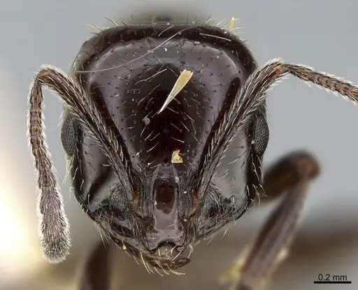 Chelaner anthracinus specimen CASENT0923613 image casent0923613_2