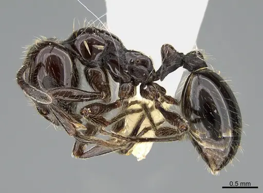Chelaner anthracinus specimen CASENT0923613 image casent0923613_3