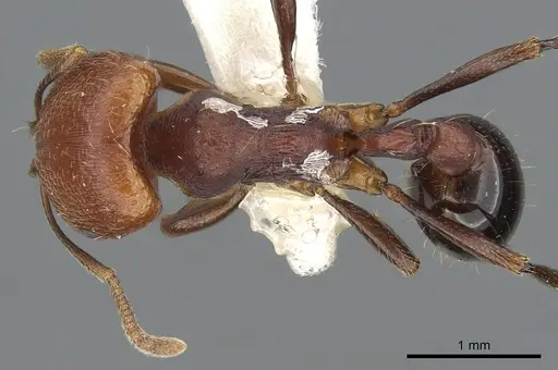 Chelaner bifidus specimen CASENT0902292 image casent0902292_1