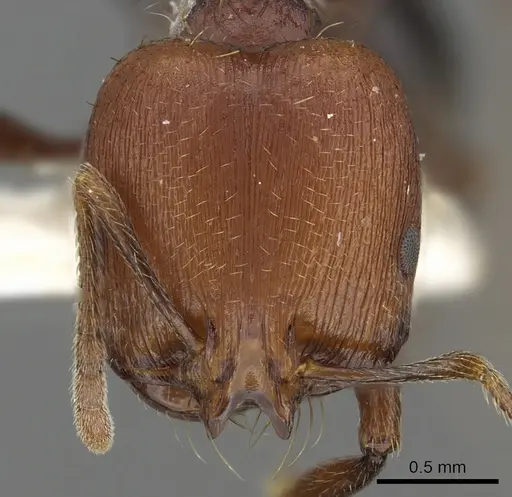 Chelaner bifidus specimen CASENT0902292 image casent0902292_2