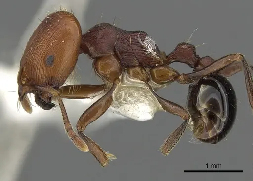 Chelaner bifidus specimen CASENT0902292 image casent0902292_3