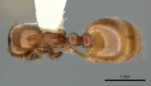 Chelaner centralis specimen CASENT0217884 image casent0217884_1