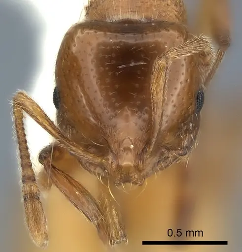 Chelaner centralis specimen CASENT0217884 image casent0217884_2