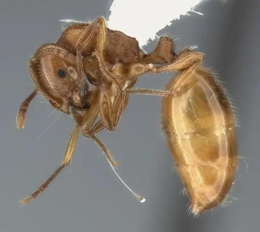 Chelaner centralis specimen CASENT0217884 image casent0217884_3