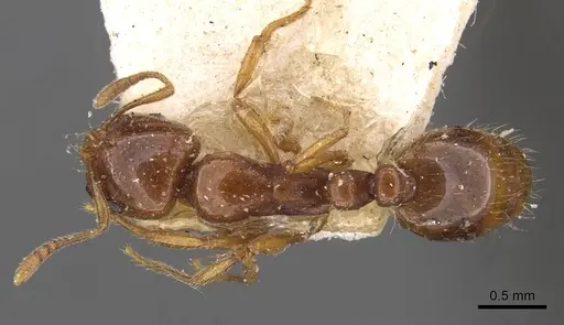 Chelaner centralis specimen CASENT0908671 image casent0908671_1