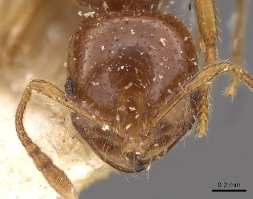 Chelaner centralis specimen CASENT0908671 image casent0908671_2