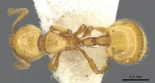Chelaner crinitus specimen CASENT0902298 image casent0902298_1