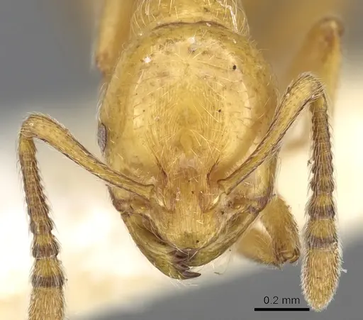 Chelaner crinitus specimen CASENT0902298 image casent0902298_2