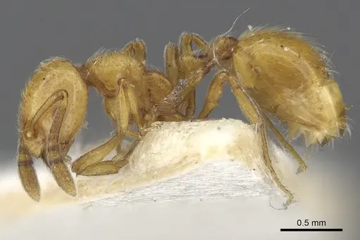 Chelaner crinitus specimen CASENT0902298 image casent0902298_3