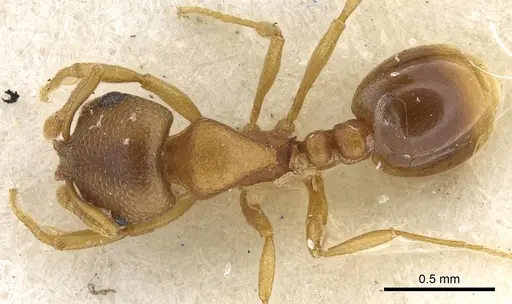 Chelaner decuria specimen CASENT0902301 image casent0902301_1