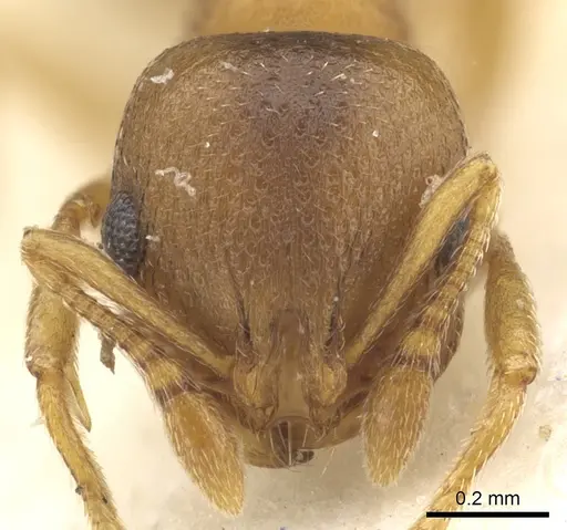 Chelaner decuria specimen CASENT0902301 image casent0902301_2