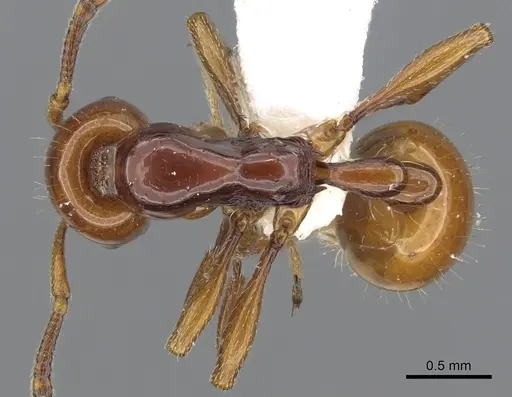 Chelaner draculai specimen CASENT0902299 image casent0902299_1