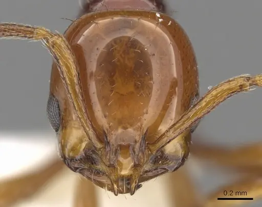 Chelaner draculai specimen CASENT0902299 image casent0902299_2
