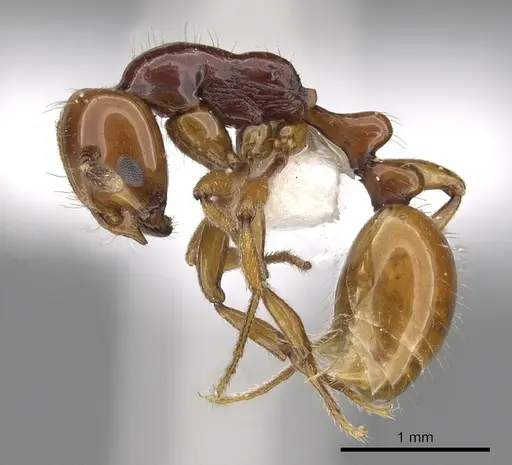Chelaner draculai specimen CASENT0902299 image casent0902299_3