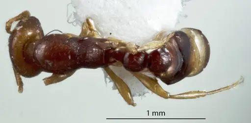 Chelaner durokoppinensis specimen JDM32-003548 image jdm32-003548_1